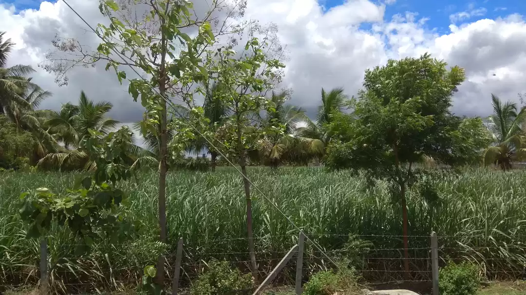 Photo of Unplanned Trail Of T