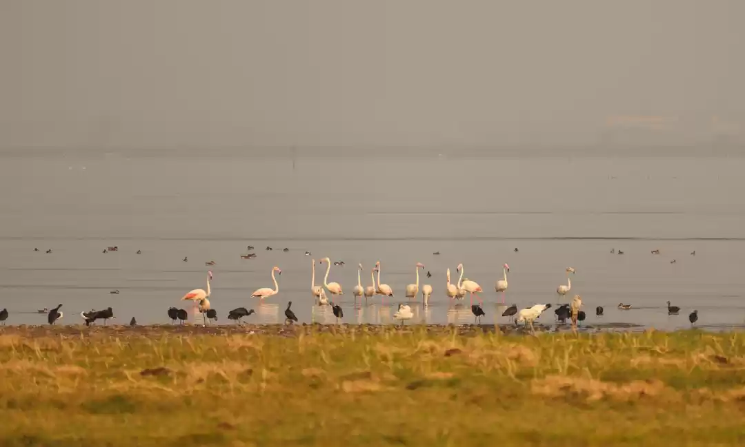 Photo of Right Time For Flami