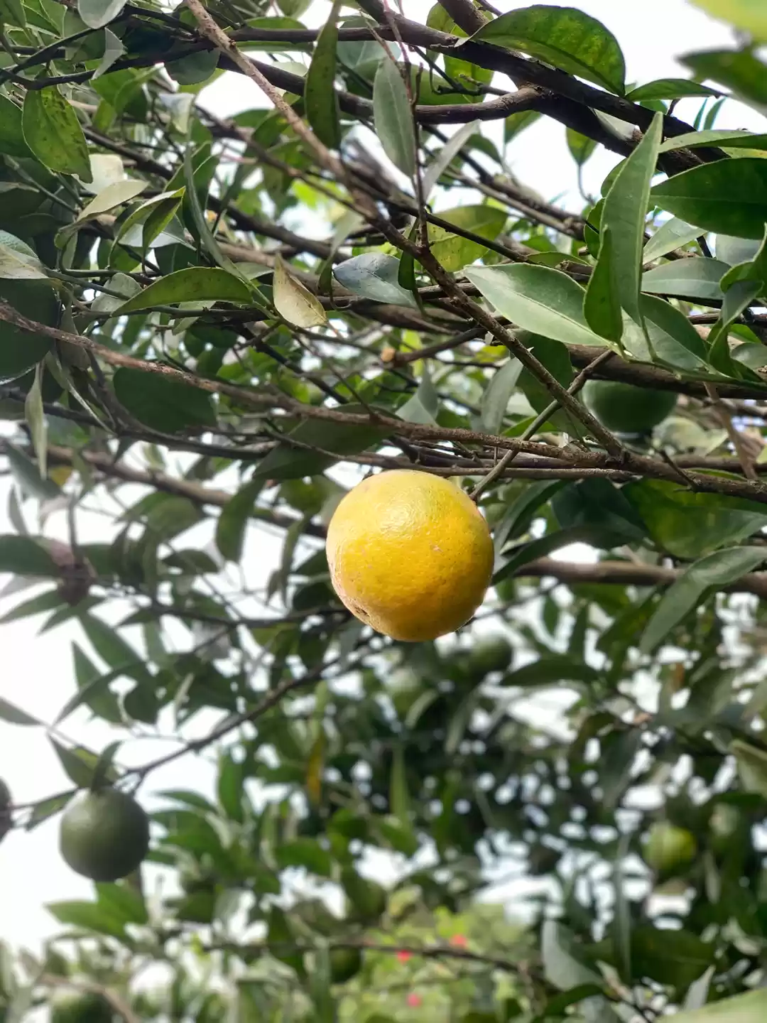 Photo of Sitong- A Peace Adob