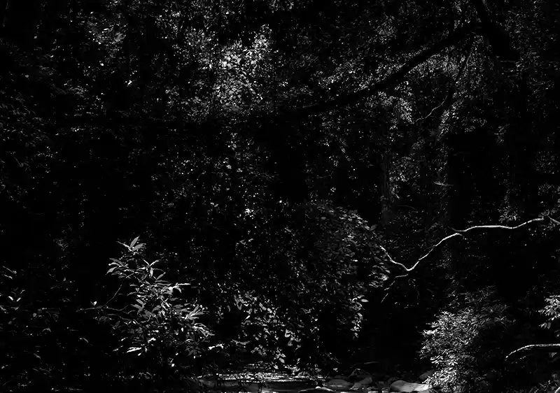 Photo of A Walk down a forest