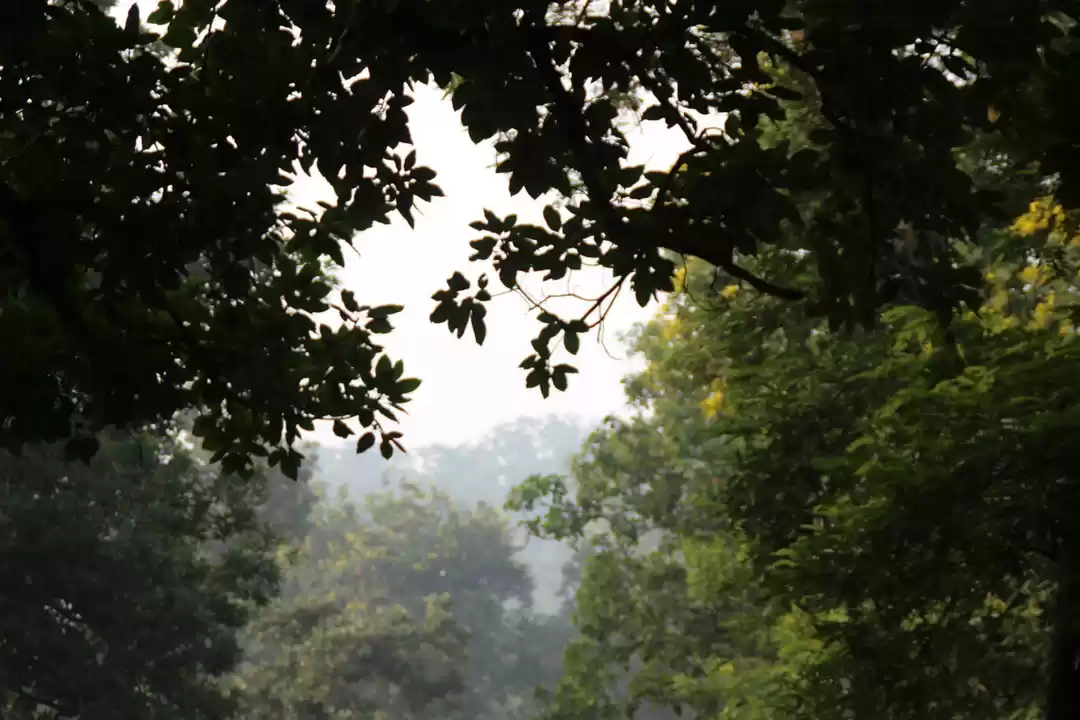 Photo of Betla National Park,