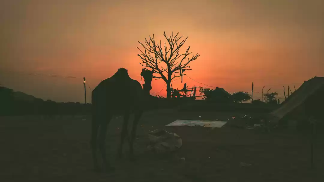 Photo of Rangeelo Rajasthan- 