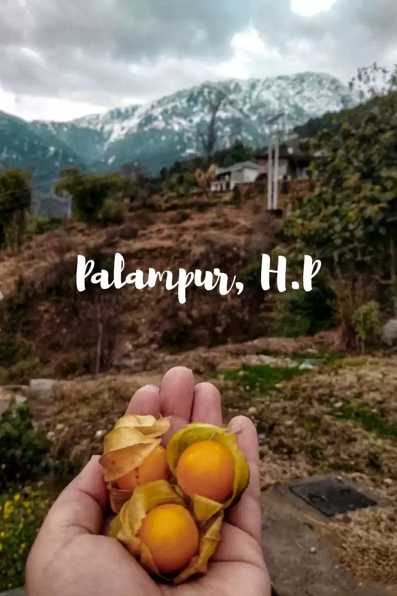 Photo of Palampur - A town wh