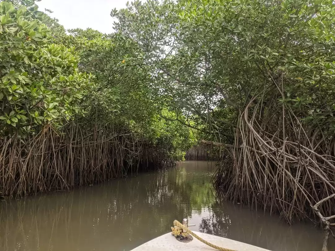 Photo of A day in Pichavaram: