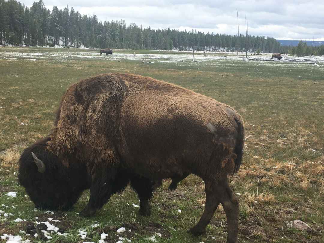 4 Days In Yellowstone National Park Tripoto
