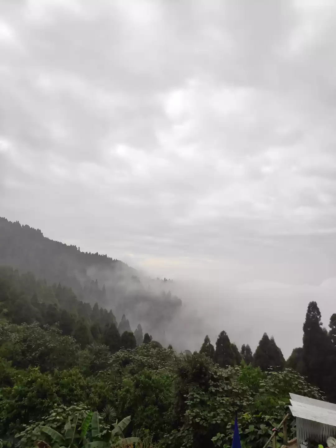 Photo of Experience the mist 