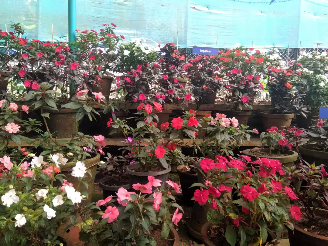 Photo of Kerala: another Kash