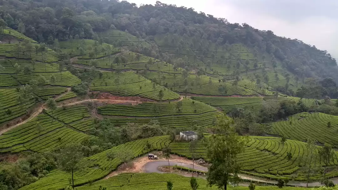 Photo of Munnar - Experiencin
