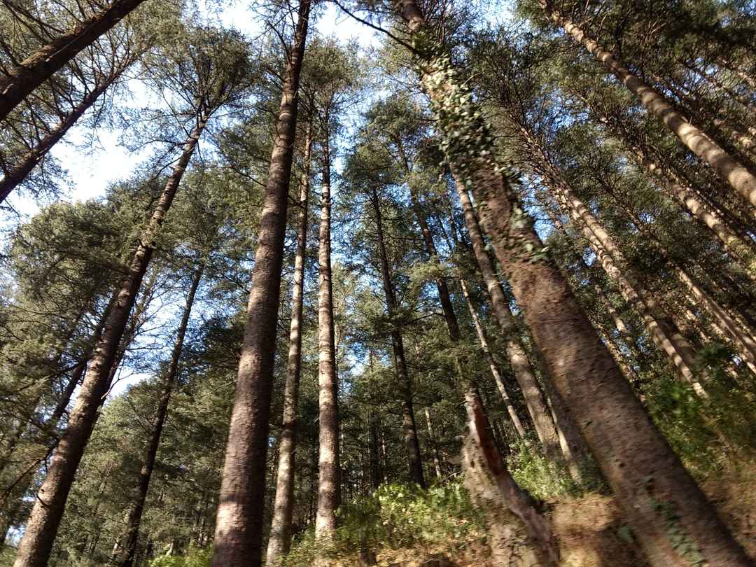 Photo of This June, get your hands dirty at this Meaningful Escape in Jibhi