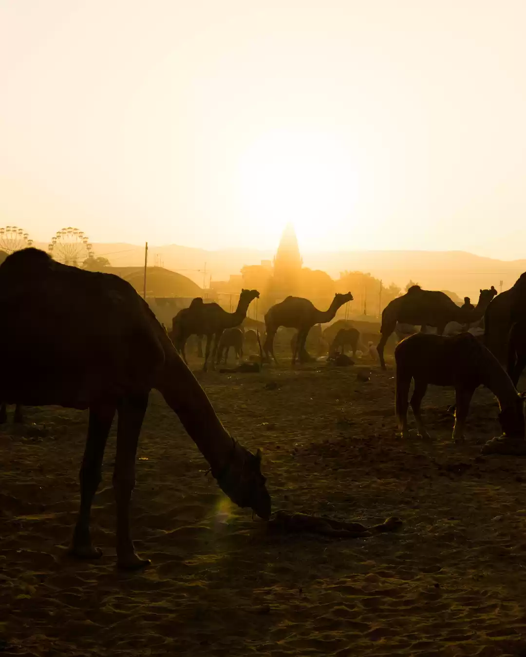 Photo of Pushkar : Getting pe