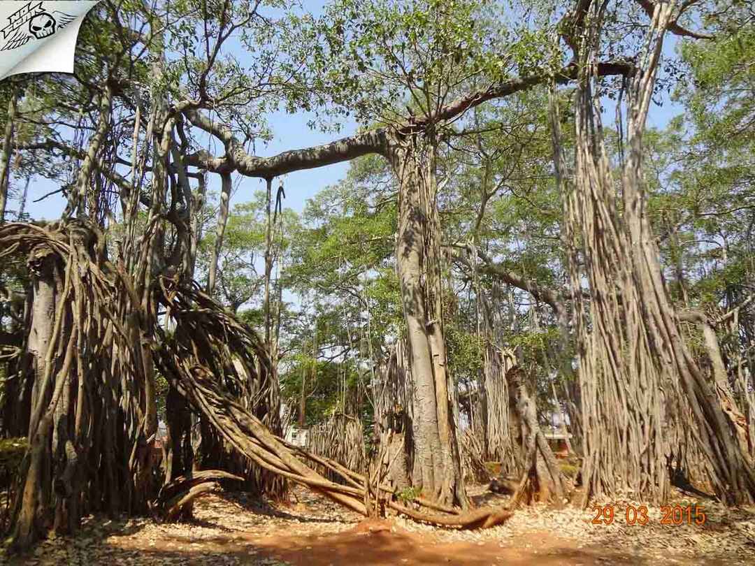 Big Banyan Tree Bangalore And Manchanabele Reservoir Itinerary Tripoto