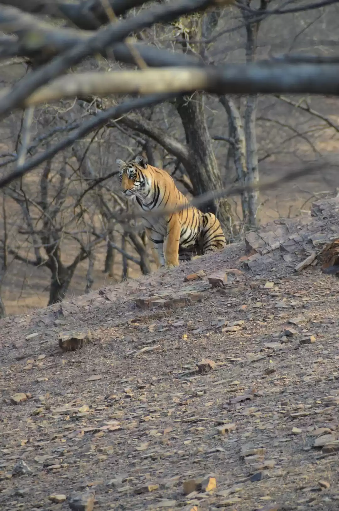 Photo of Tryst with the Tiger