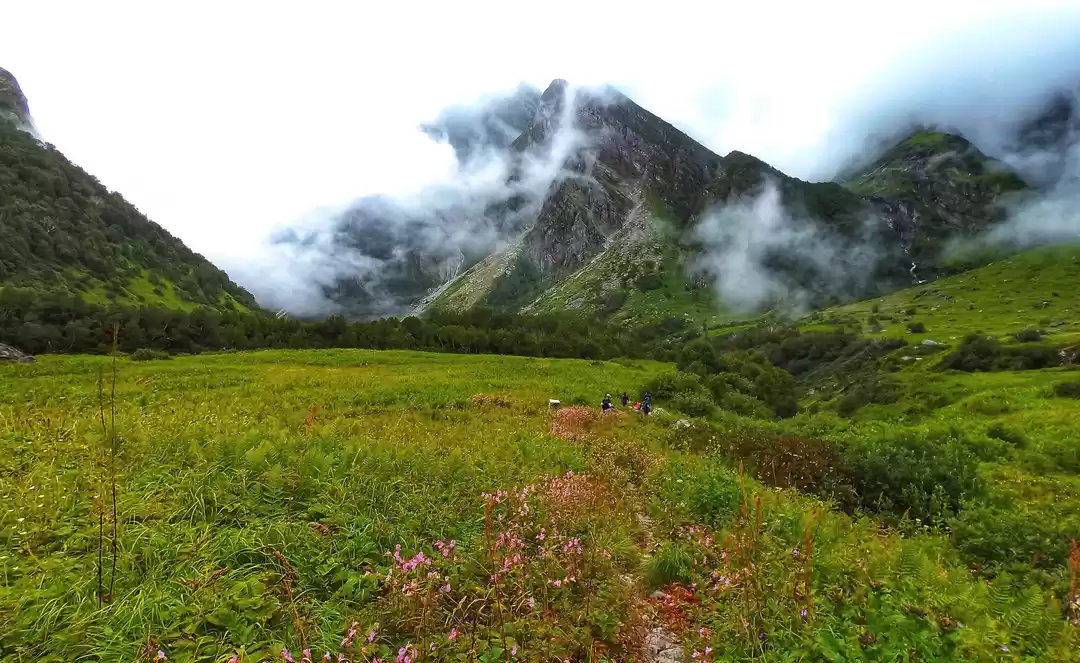 Photo of VALLEY OF FLOWERS TR