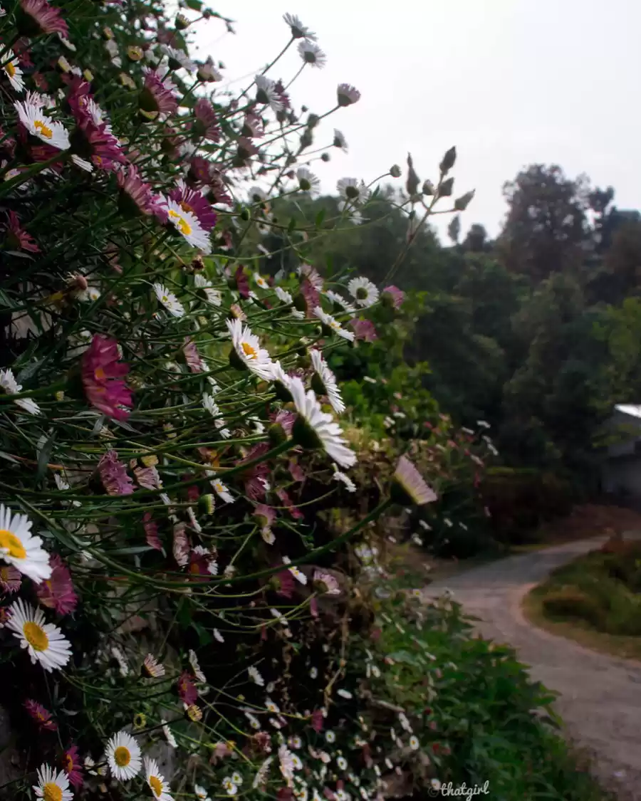 Photo of Himalyan Foothills O