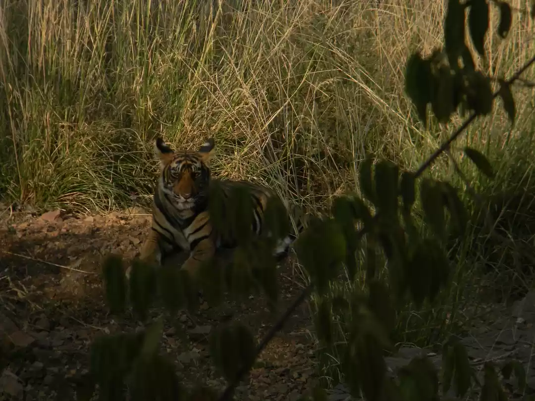 Photo of Ranthambore : People