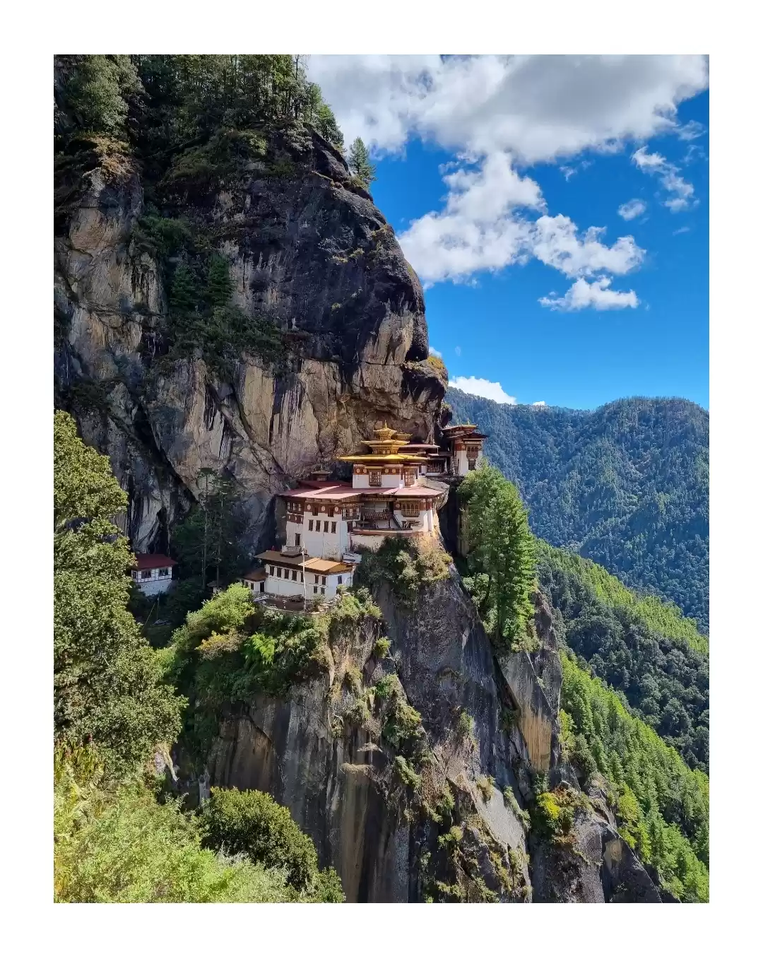 Photo of Tiger Nest