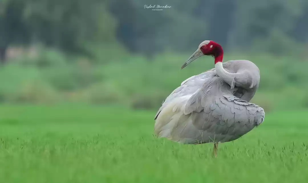 Photo of A walk through the l