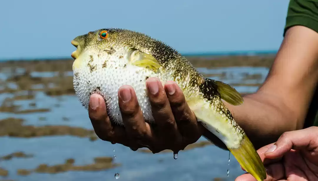 Photo of Fascinating Coral Wa
