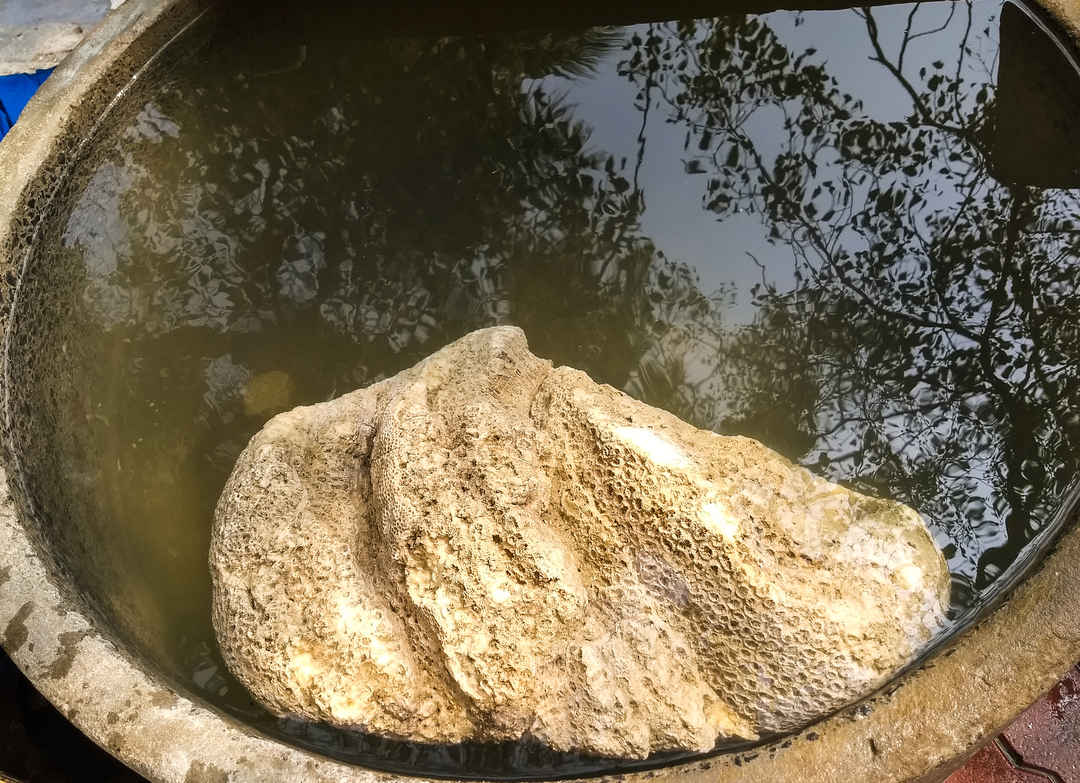 Rameswaram Darshan Things I Wish I Had Known Earlier Tripoto Man ko'changdan o'taman gul ko'tarib ham yo'talib gar mani sevsang agar chiqqin chelakni ko'tarib. rameswaram darshan things i wish i had