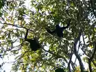 Photo of Gibbon in Natural ha
