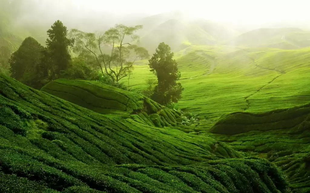 Photo of Wayanad - Land of th