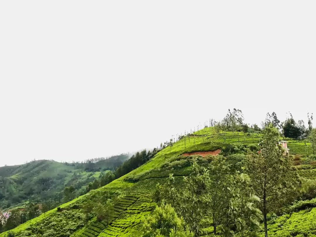 Photo of Trip To Nilgiris 