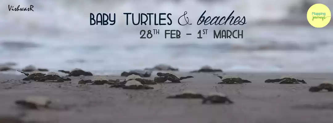 Photo of Velas Turtle Festiva