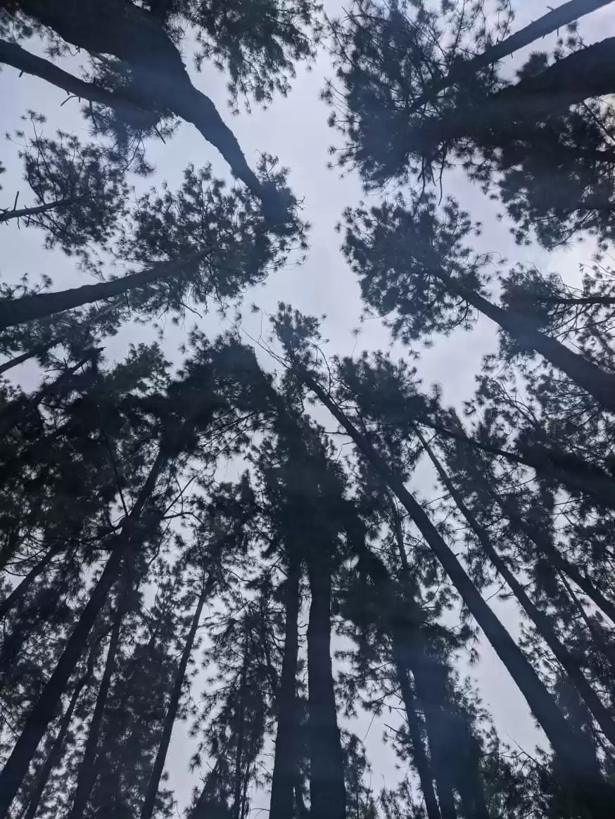 Photo of Pine forest of Vagam
