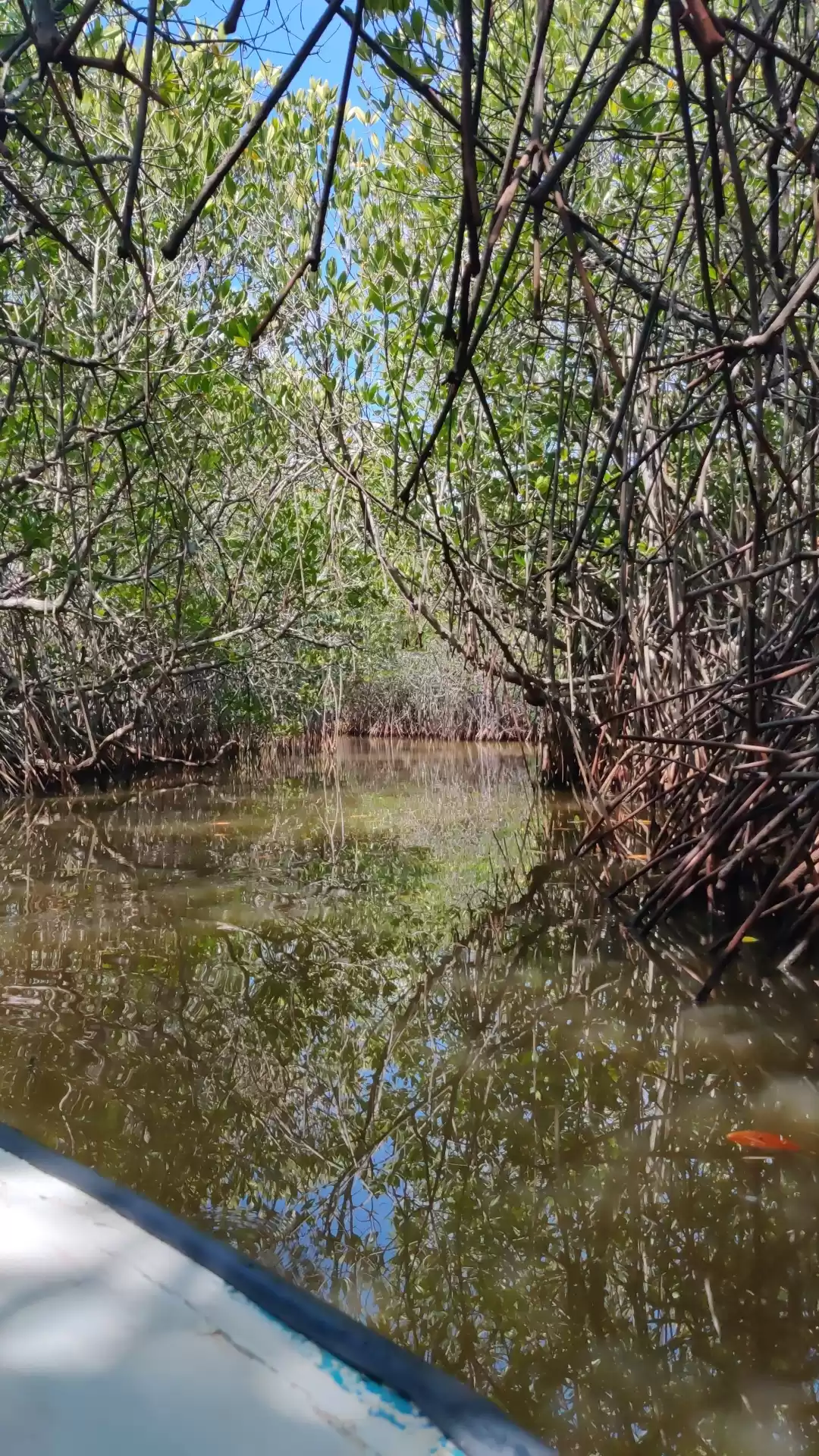 Photo of Mangrove Forest - Pi