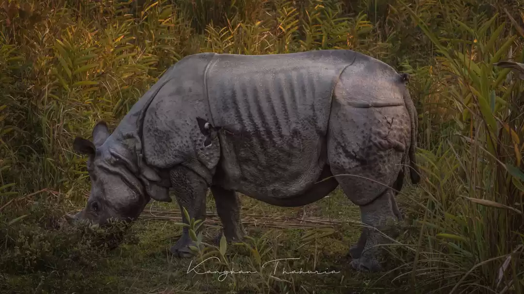 Photo of The Great Indian One