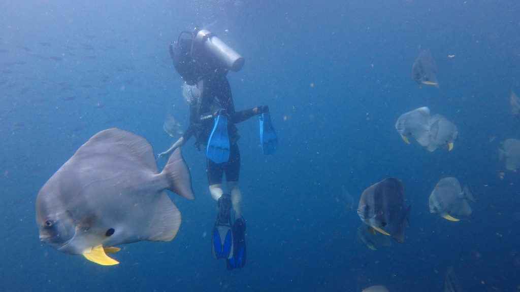 Scuba Diving In Pondicherry With Temple Adventures The Geeky Traveler By Viraj Mahalunkar Tripoto Scuba equipment can be purchased in dive stores, at other retail outlets, by mail order or as used equipment from private parties. scuba diving in pondicherry with temple