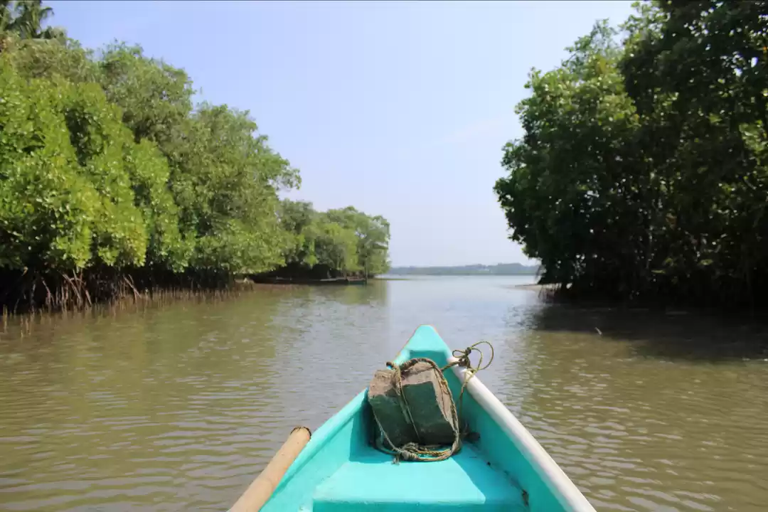Photo of Mangrove Tourism In 