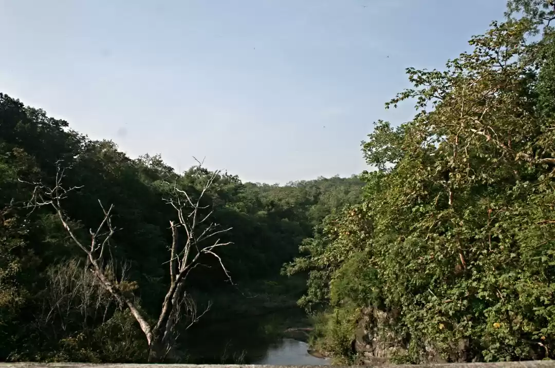Photo of Wandering in the Wil