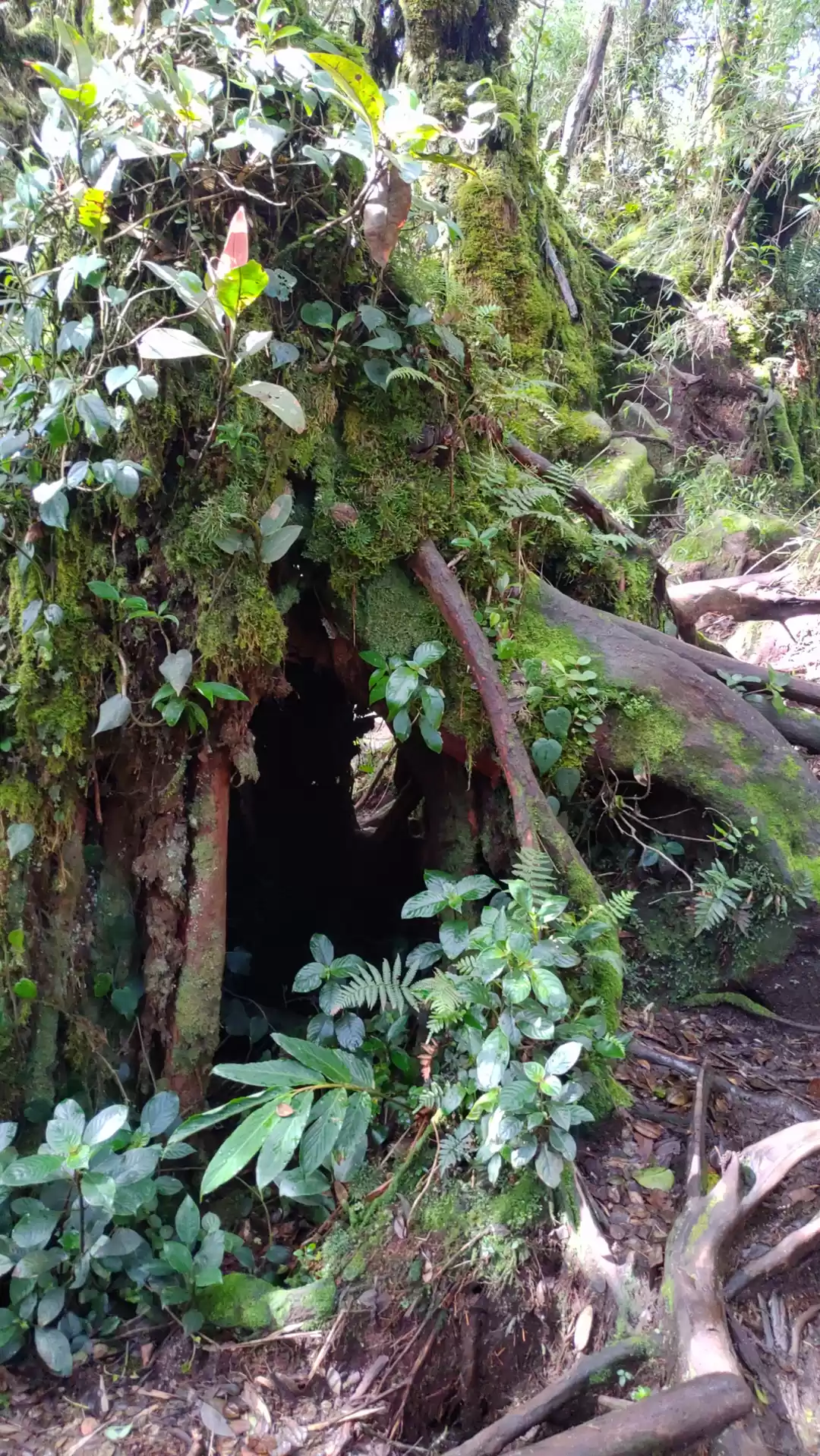 Photo of Mossy forest -An enc