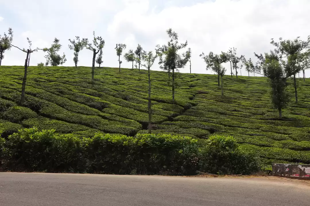Photo of Tales from Munnar #1