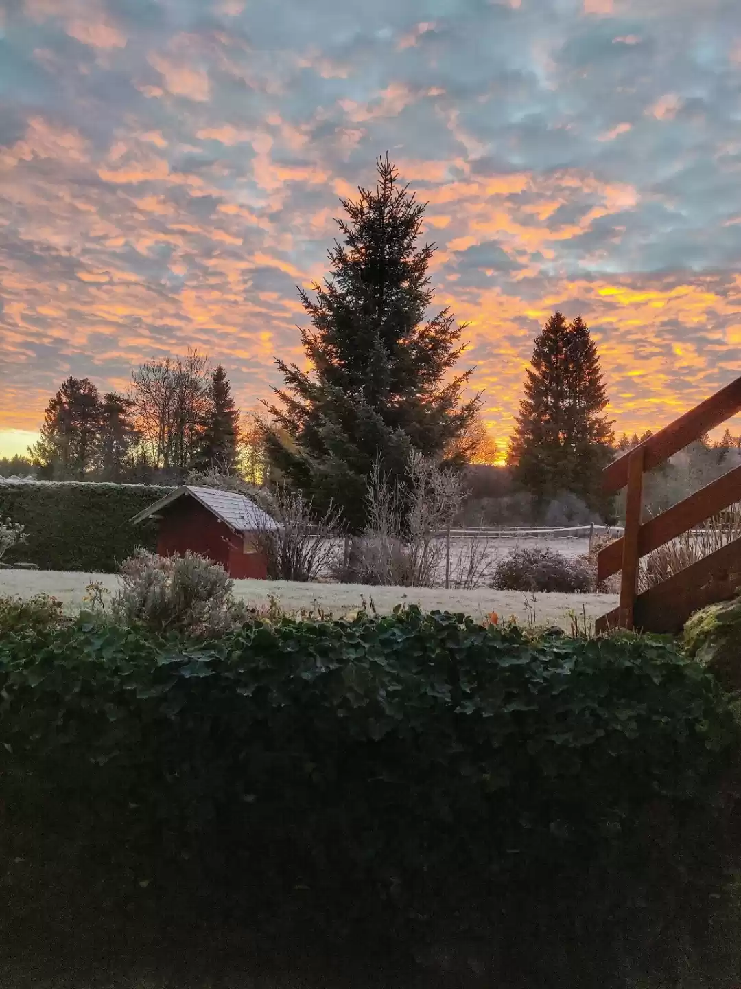 Photo of Black forest (Hochsc