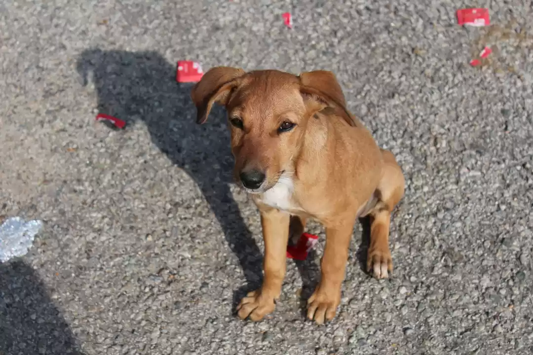 Photo of Wayanad a Road Trip