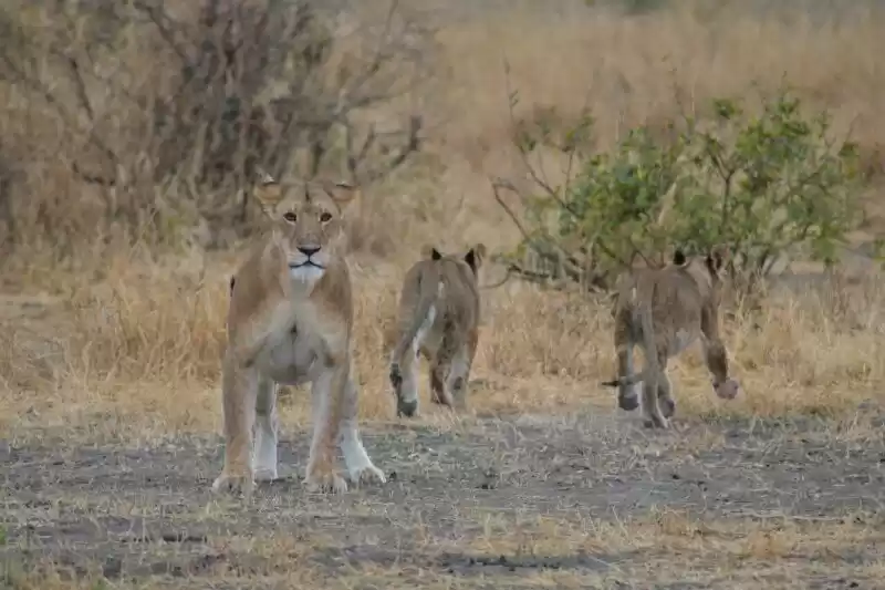 Photo of Experience Tanzania 