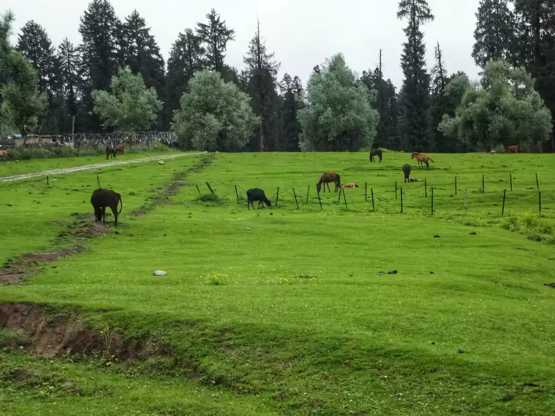 Photo of Kashmir-Yousmarg, Th