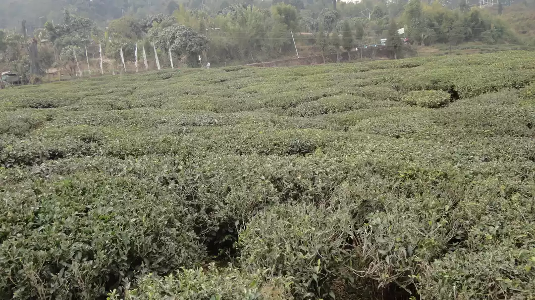 Photo of Lush Green Spiritual