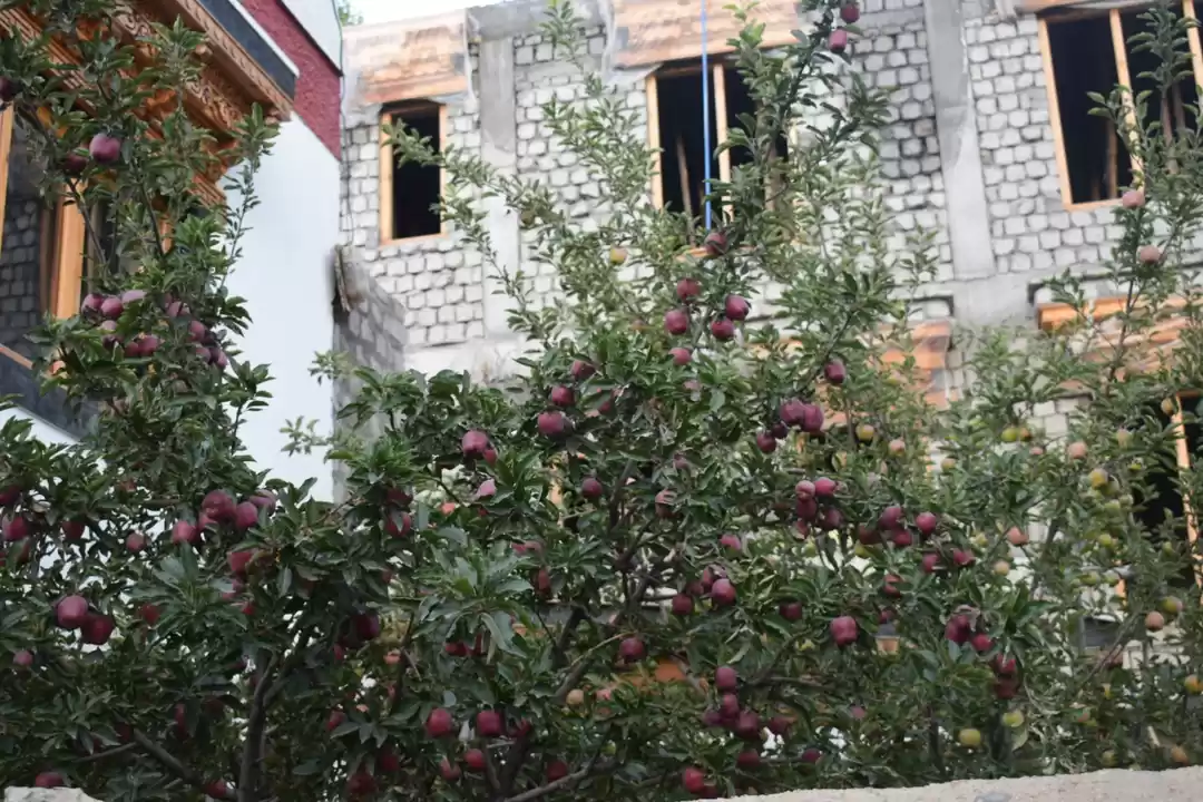 Photo of 24- Hours In Manali