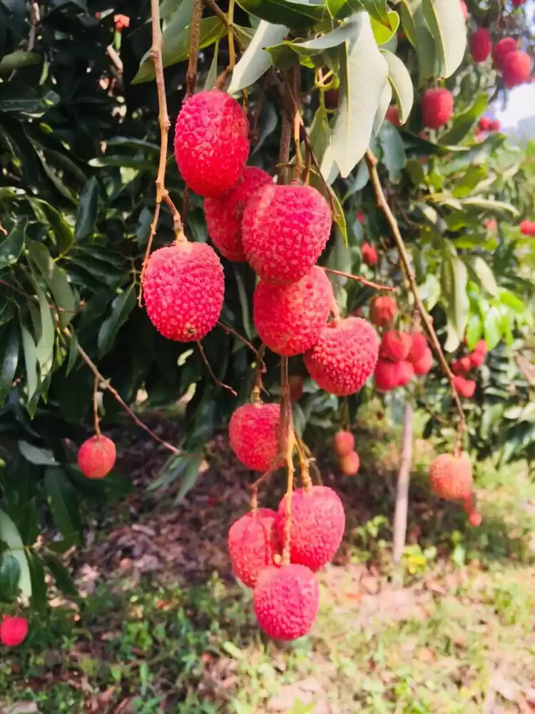 Photo of Ramnagar:Summer Para