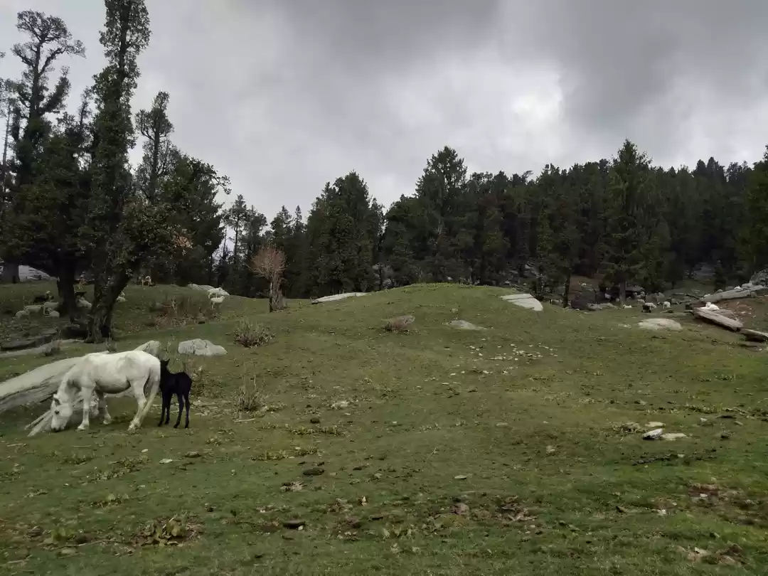 Photo of Horses in mountains