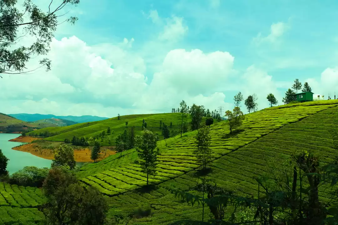 Photo of Ooty: Lush greenery