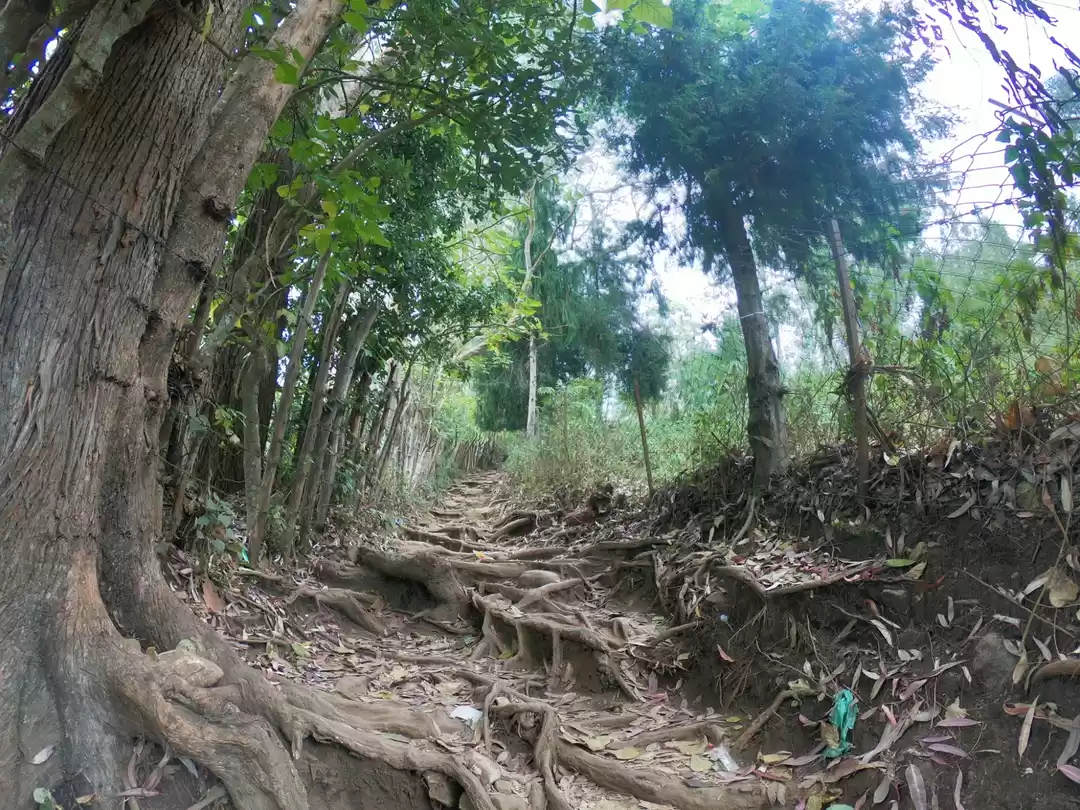 Photo of Went to Find Shrooms