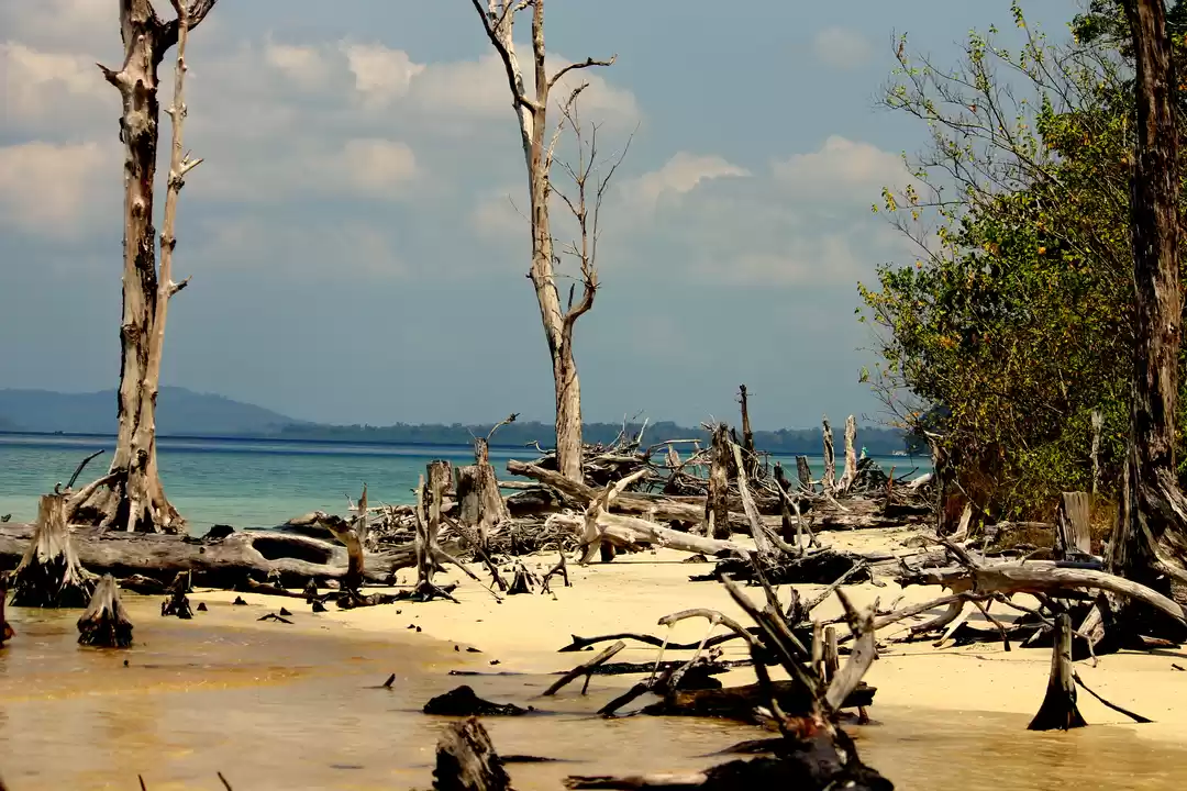 Photo of Amour Andamans