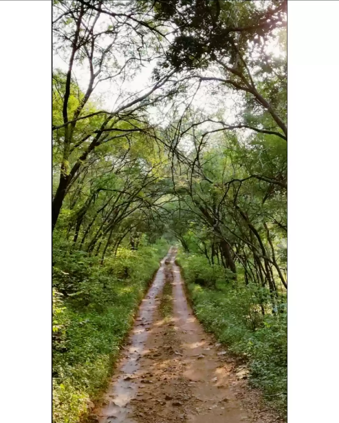 Photo of Ranthambore : jungle