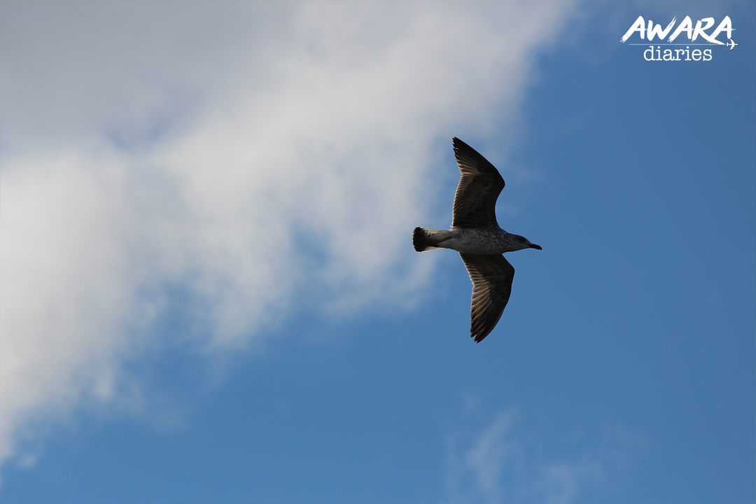 Photo of Why Travel?