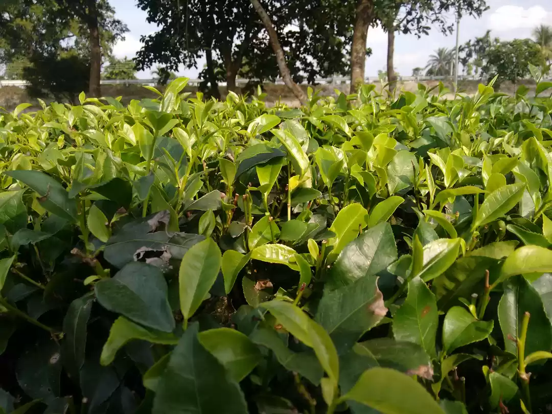 Photo of Temples, trivia and 