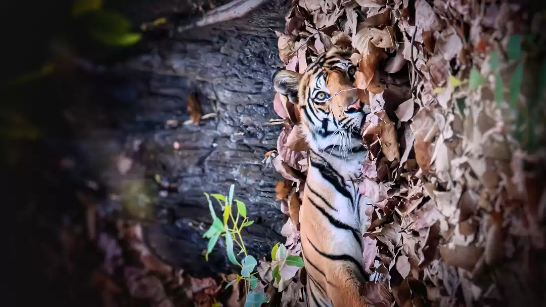 Photo of A tiger tale !!! Ba